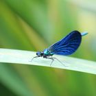 Blauflügel-Prachtlibelle (Calopteryx virgo) (M)