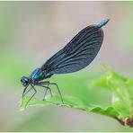blauflügel-prachtlibelle (calopteryx virgo), männchen ....