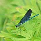 Blauflügel-Prachtlibelle (Calopteryx virgo; Männchen)