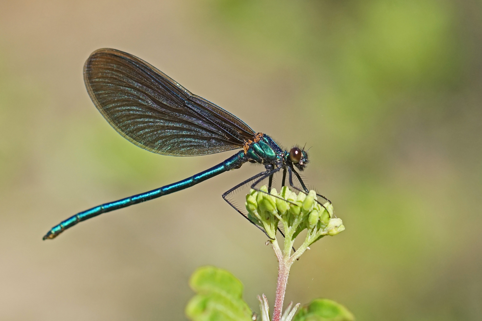 Blauflügel-Prachtlibelle (Calopteryx virgo), Männchen