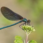 Blauflügel-Prachtlibelle (Calopteryx virgo), Männchen