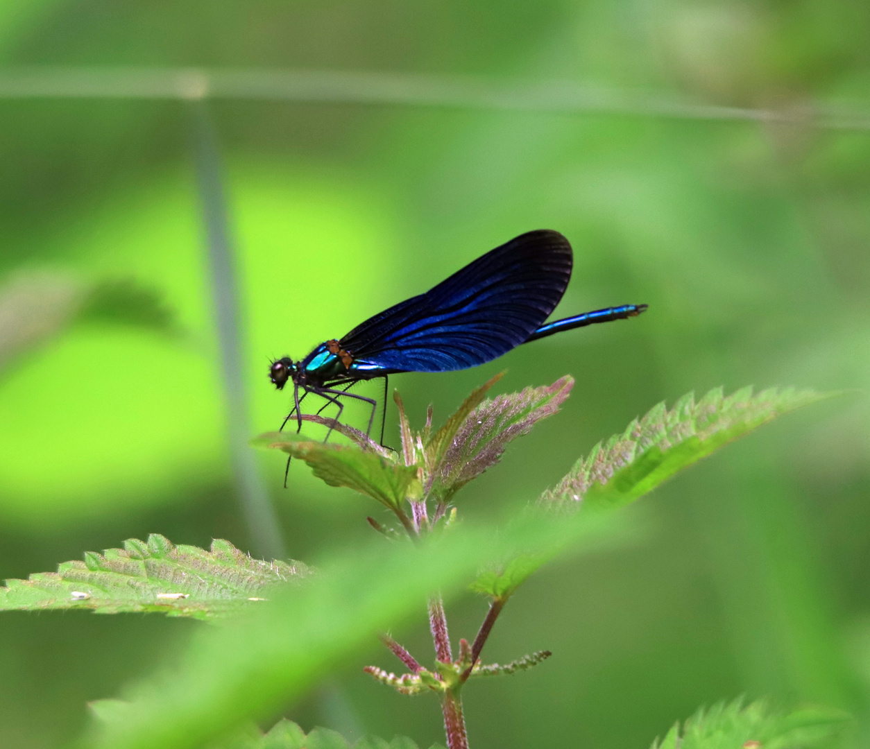 Blauflügel-Prachtlibelle (Calopteryx virgo), Männchen 