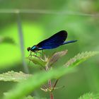 Blauflügel-Prachtlibelle (Calopteryx virgo), Männchen 