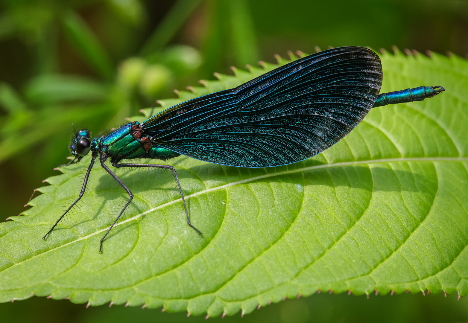 Blauflügel-Prachtlibelle (Calopteryx virgo) Männchen