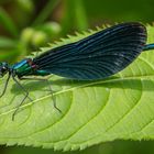 Blauflügel-Prachtlibelle (Calopteryx virgo) Männchen