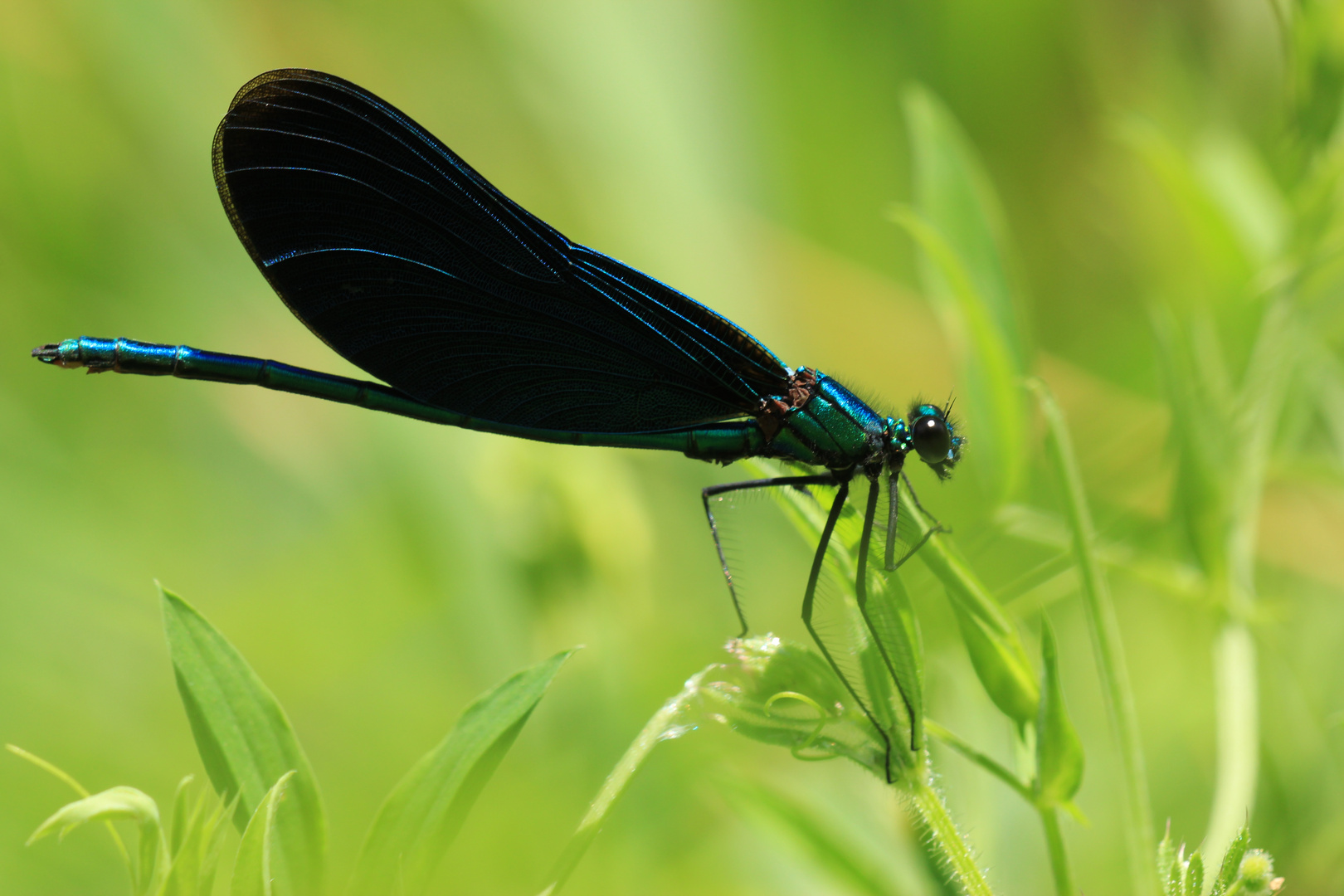 Blauflügel-Prachtlibelle – Calopteryx virgo (Männchen)...