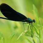 Blauflügel-Prachtlibelle – Calopteryx virgo (Männchen)...