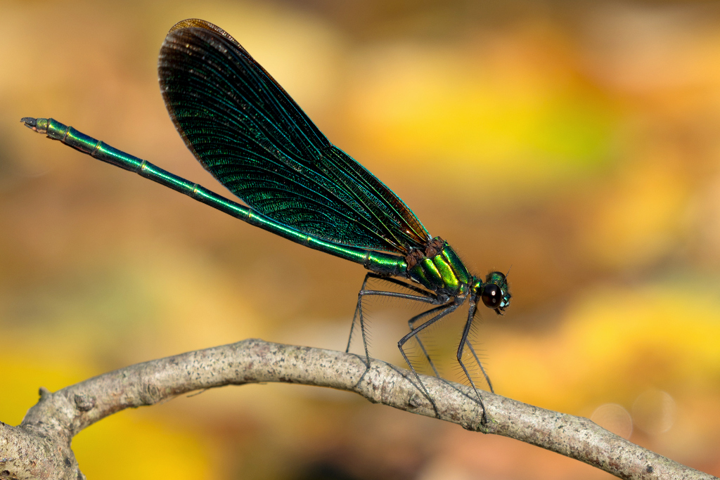 Blauflügel-Prachtlibelle (Calopteryx virgo) Männchen