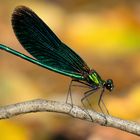 Blauflügel-Prachtlibelle (Calopteryx virgo) Männchen