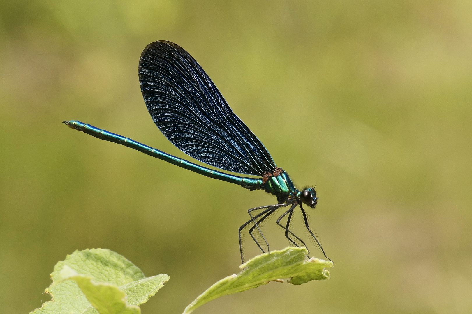 Blauflügel-Prachtlibelle (Calopteryx virgo), Männchen