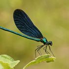 Blauflügel-Prachtlibelle (Calopteryx virgo), Männchen