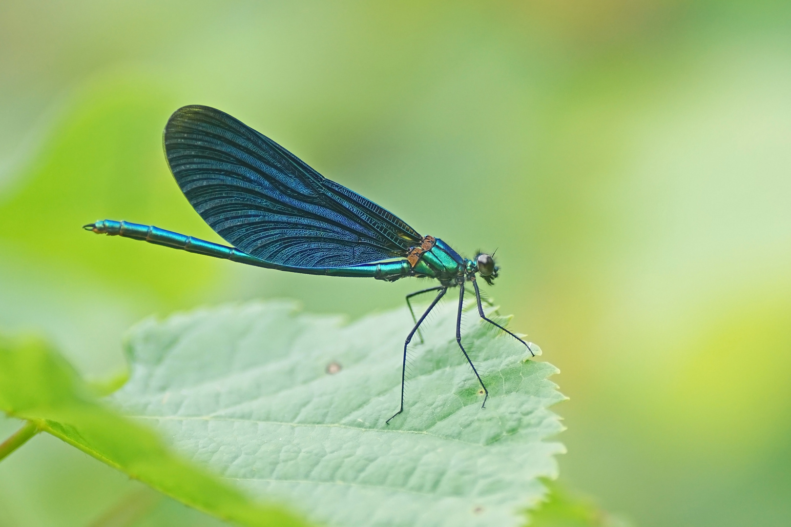 Blauflügel-Prachtlibelle (Calopteryx virgo), Männchen