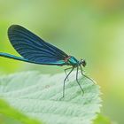 Blauflügel-Prachtlibelle (Calopteryx virgo), Männchen