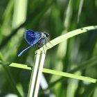 Blauflügel-Prachtlibelle (Calopteryx virgo), Männchen 