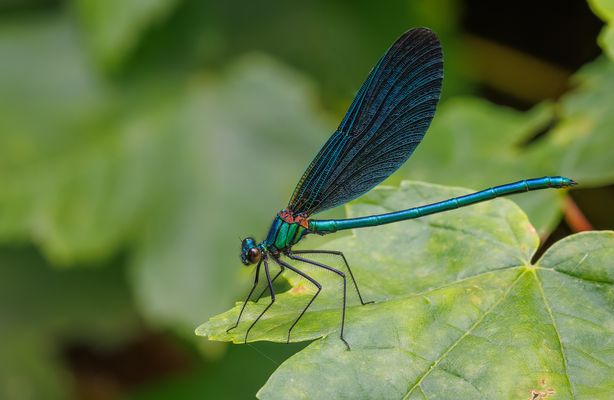 Blauflügel-Prachtlibelle (Calopteryx virgo) Männchen 