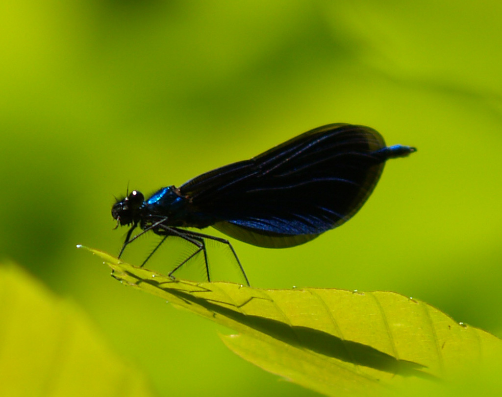 Blauflügel Prachtlibelle Calopteryx virgo männl