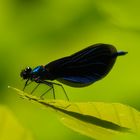 Blauflügel Prachtlibelle Calopteryx virgo männl