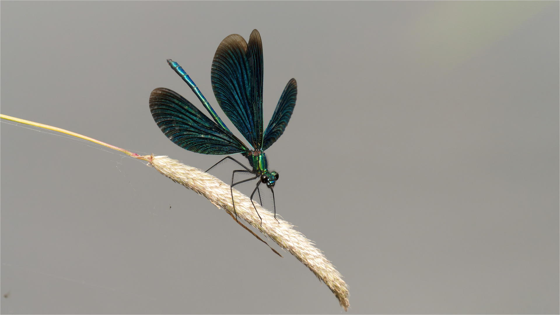 Blauflügel Prachtlibelle - Calopteryx virgo - männl. .....