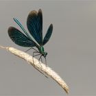 Blauflügel Prachtlibelle - Calopteryx virgo - männl. .....