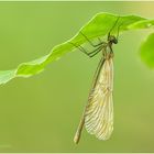 blauflügel-prachtlibelle (calopteryx virgo) w.  ....