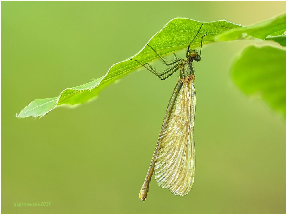 blauflügel-prachtlibelle (calopteryx virgo) w.  ....