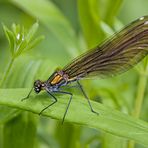 Blauflügel-Prachtlibelle (Calopteryx virgo) (W)