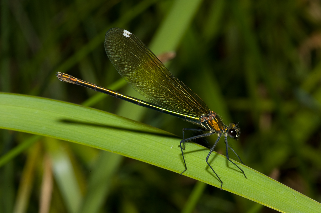 Blauflügel-Prachtlibelle (Calopteryx virgo) w.