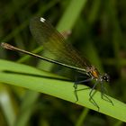 Blauflügel-Prachtlibelle (Calopteryx virgo) w.