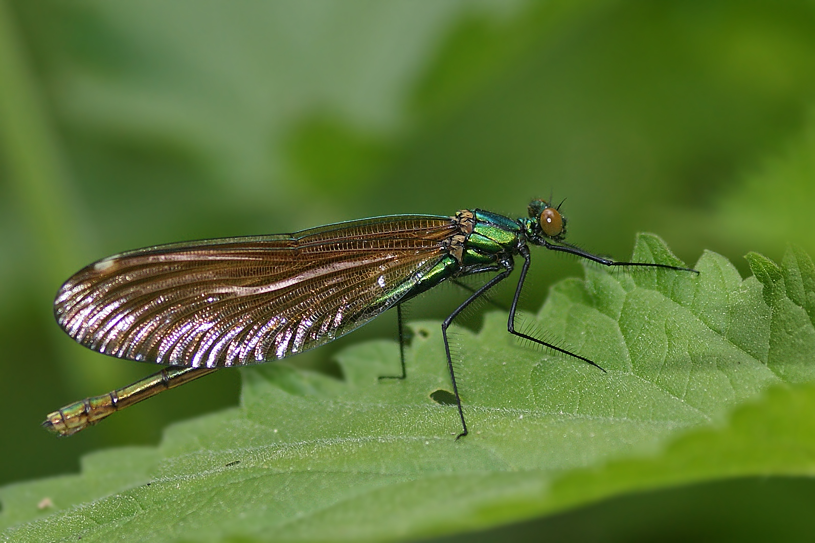 Blauflügel-Prachtlibelle (Calopteryx virgo), Weibchen