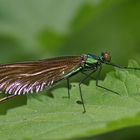 Blauflügel-Prachtlibelle (Calopteryx virgo), Weibchen