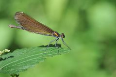 Blauflügel-Prachtlibelle (Calopteryx virgo) Weibchen