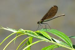 Blauflügel-Prachtlibelle (Calopteryx virgo) Weibchen