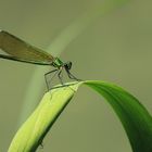 Blauflügel-Prachtlibelle – Calopteryx virgo (Weibchen) ???