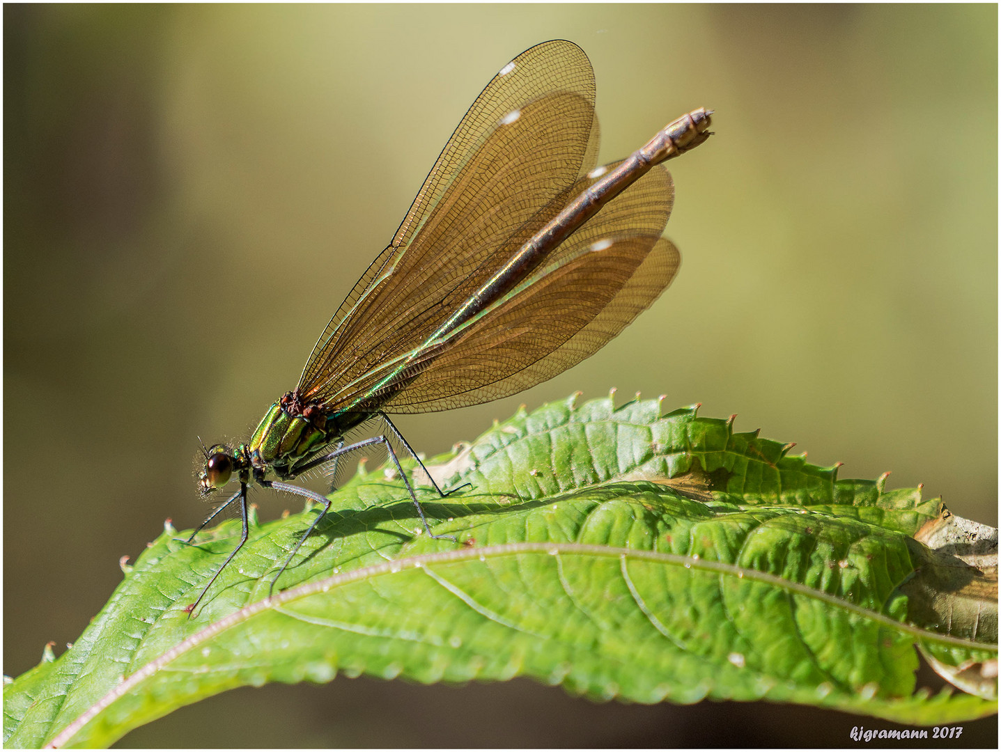 blauflügel-prachtlibelle (calopteryx virgo), weibl......