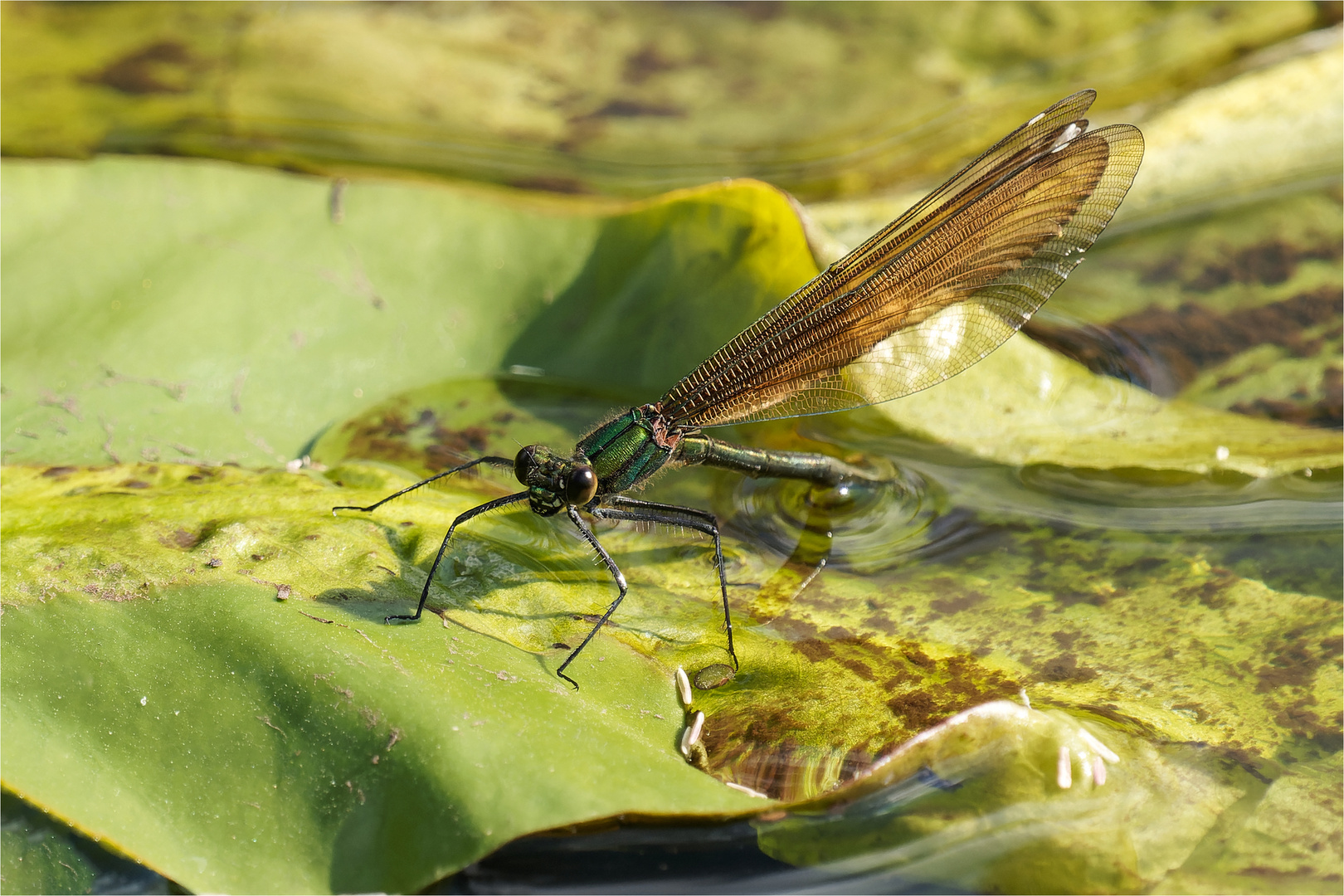 Blauflügel-Prachtlibelle - Calopteryx virgo - weibl. 