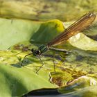 Blauflügel-Prachtlibelle - Calopteryx virgo - weibl. 