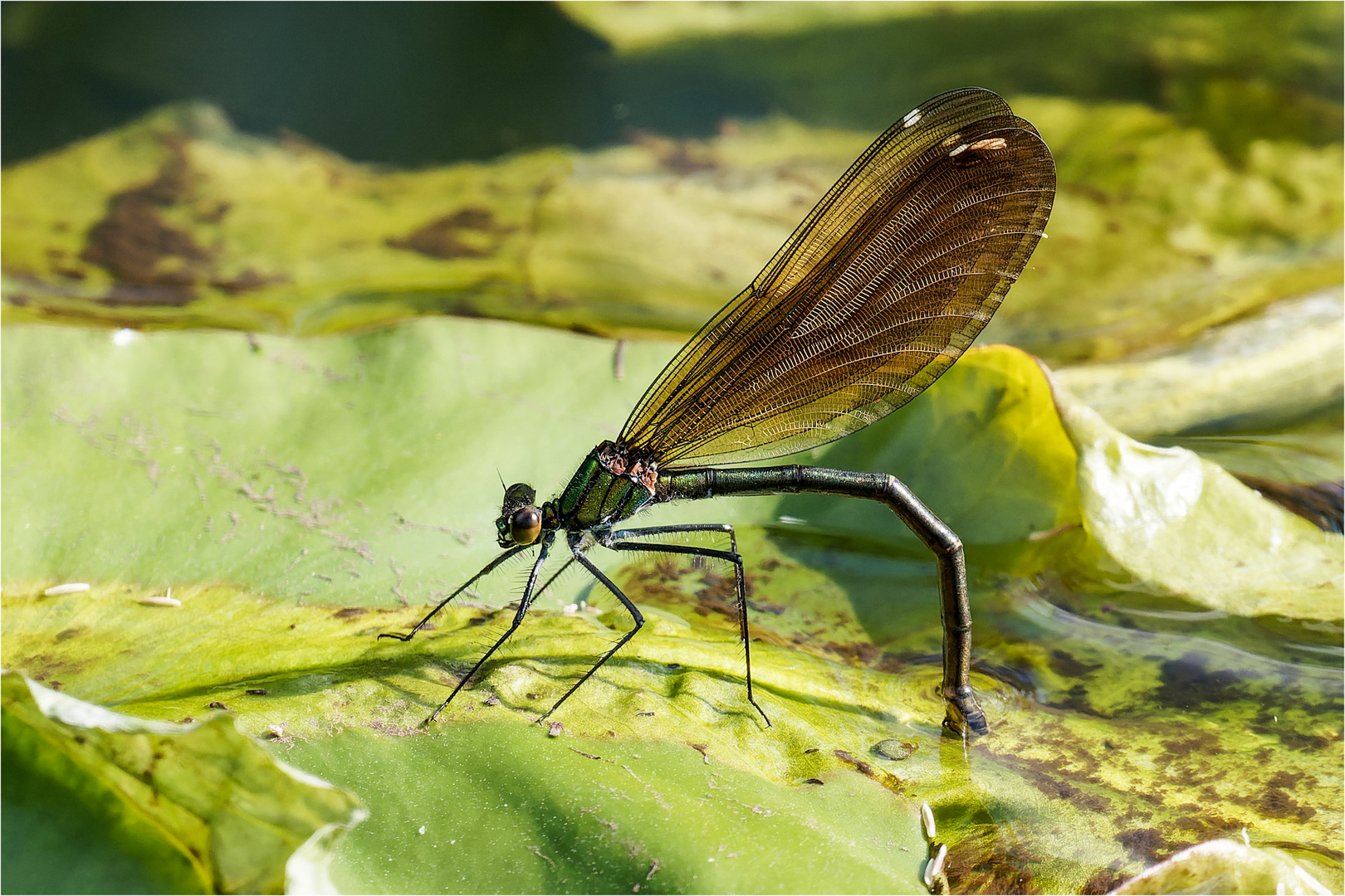 Blauflügel-Prachtlibelle - Calopteryx virgo - weibl.