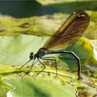 Blauflügel-Prachtlibelle - Calopteryx virgo - weibl.