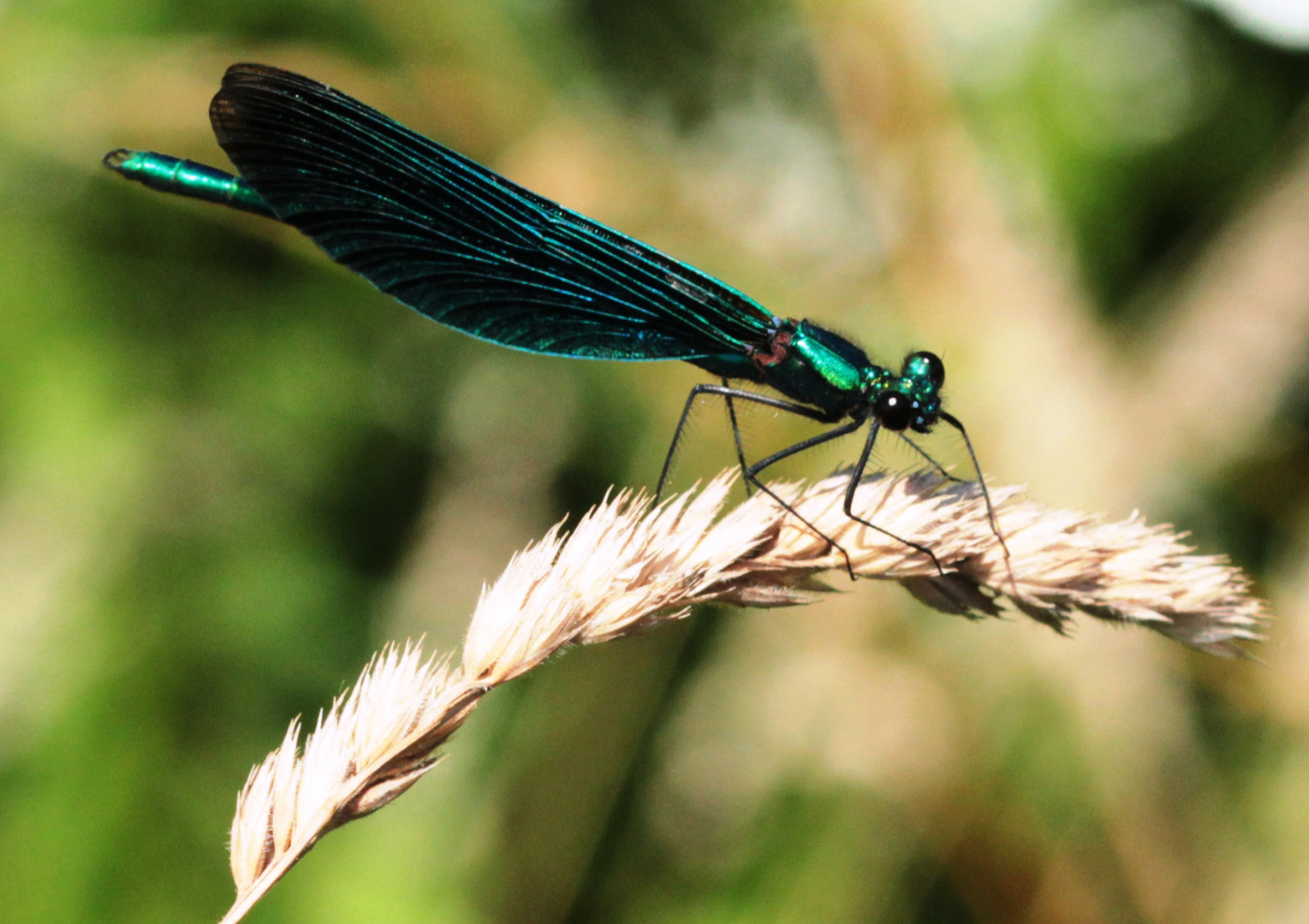 Blauflügel- Prachtlibelle (Calopteryx virgo)1.0