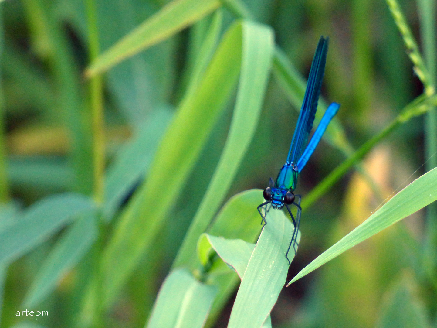 Blauflügel Prachtlibelle