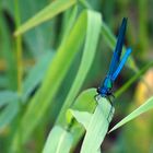 Blauflügel Prachtlibelle