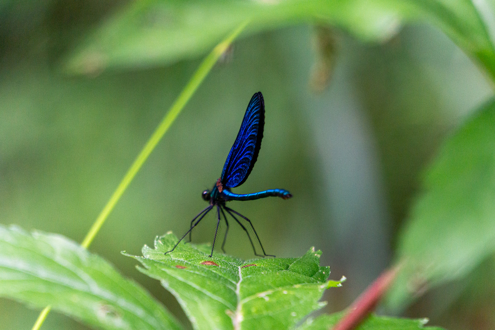 Blauflügel Prachtlibelle