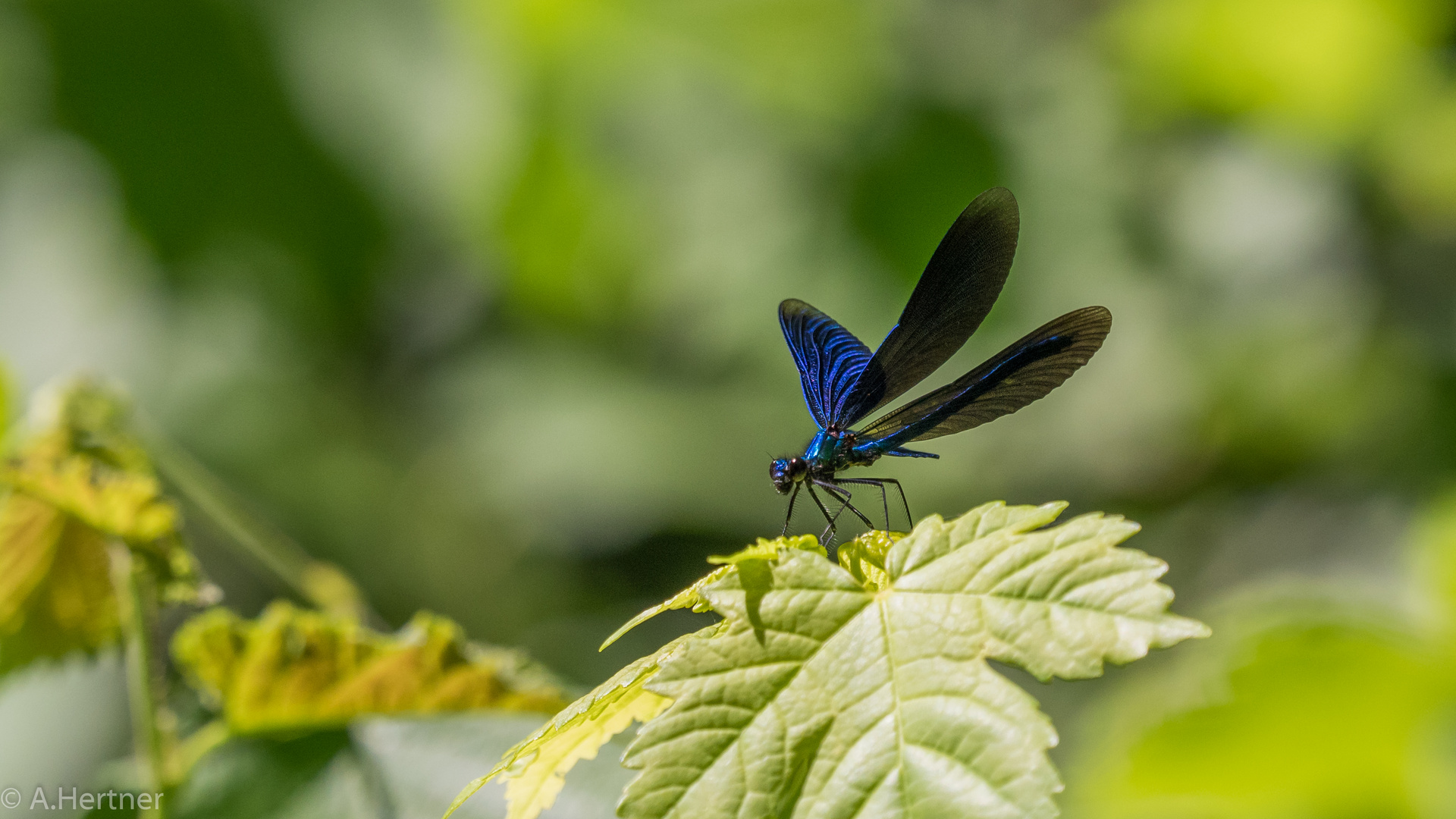 Blauflügel Prachtlibelle  