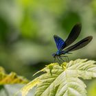 Blauflügel Prachtlibelle  