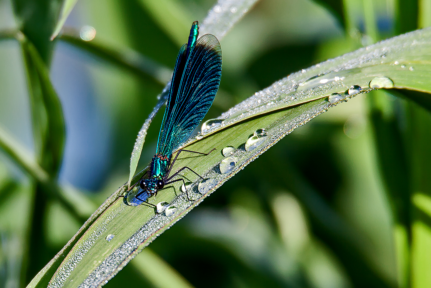 Blauflügel Prachtlibelle