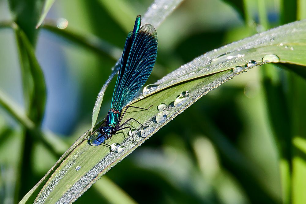 Blauflügel Prachtlibelle