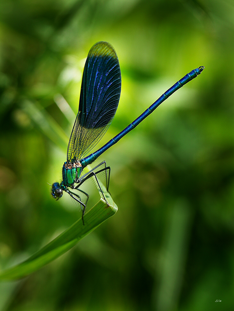 "Blauflügel -Prachtlibelle  "