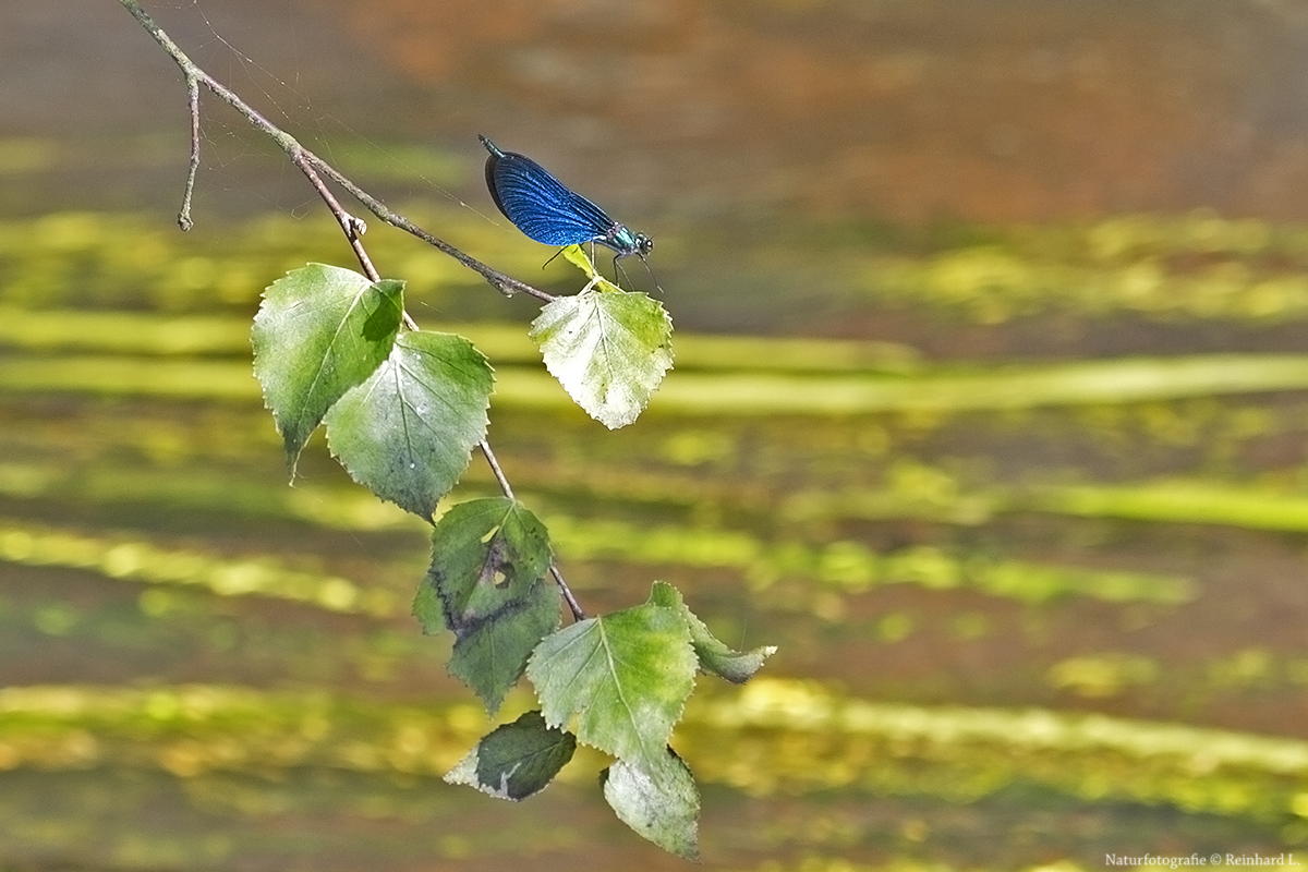  Blauflügel-Prachtlibelle