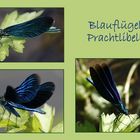 Blauflügel-Prachtlibelle