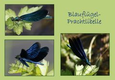 Blauflügel-Prachtlibelle